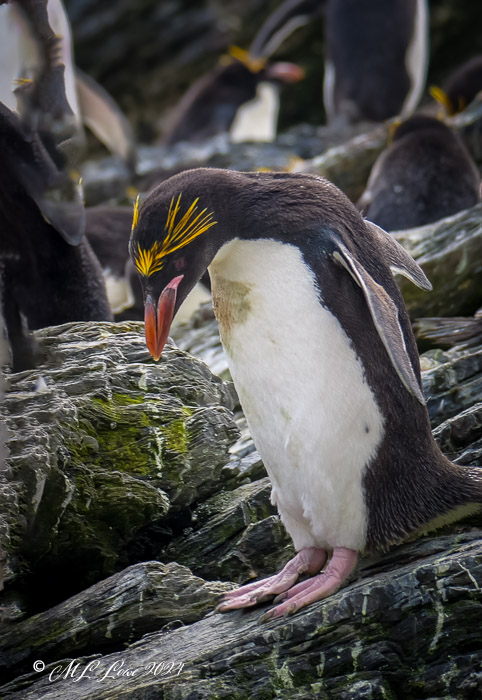 A Macaroni penguin standing on rocky terrain, featuring distinctive yellow crests and a prominent beak, with other penguins blurred in the background.