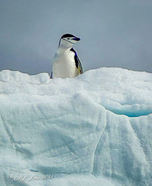 A penguin standing on a snowy ice formation with a cloudy sky in the background.