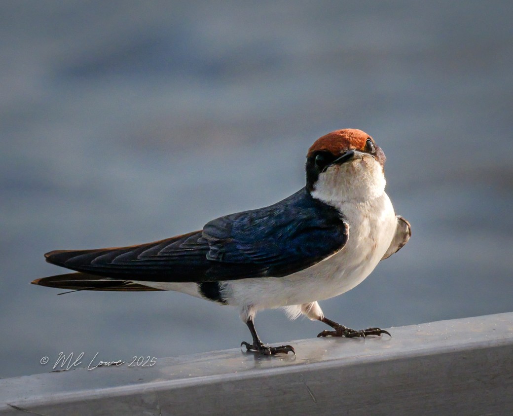 A close-up of a swallow bird perched on a railing, showcasing its distinctive brown and white feathers and a striking red-brown head.
