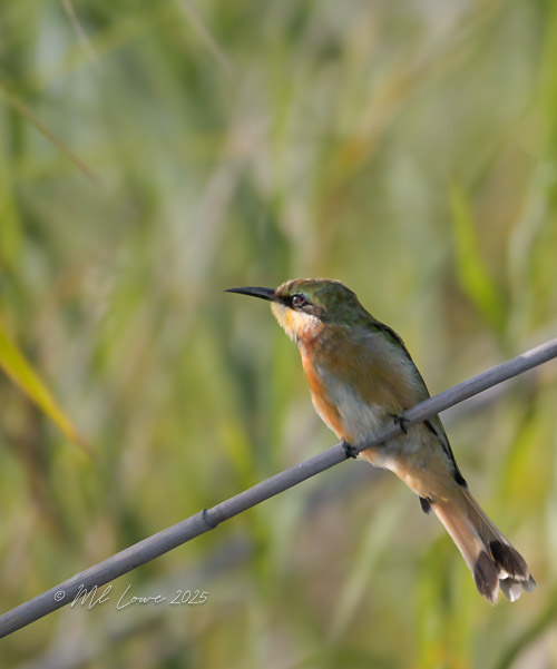 A colorful bird perched on a thin branch, set against a soft, green background of reeds.