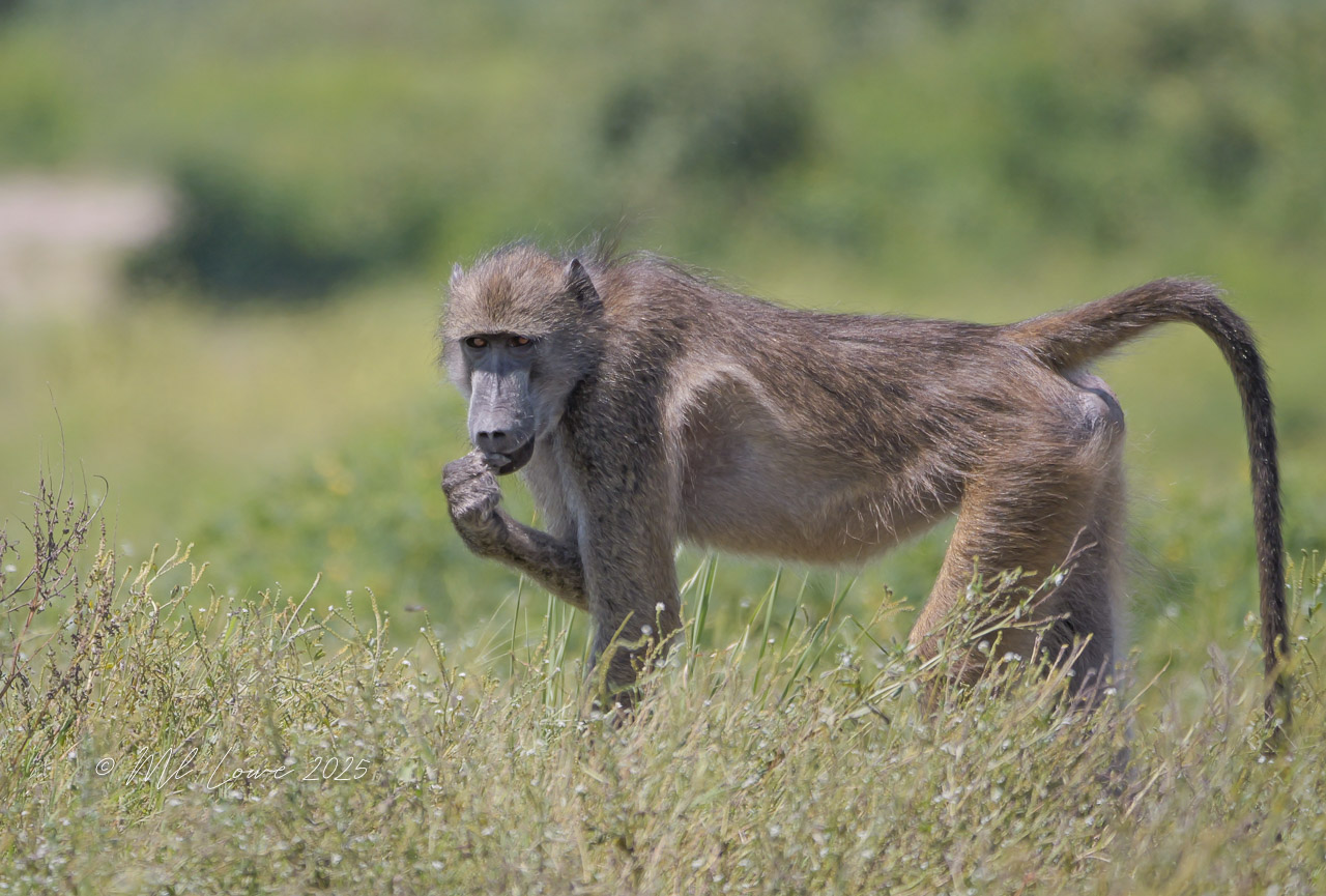 A Journey Through Five African Countries – pt. 1