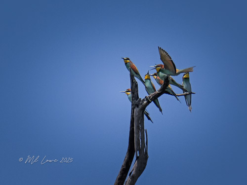 A group of colorful birds perched on the top of a tree branch against a clear blue sky.