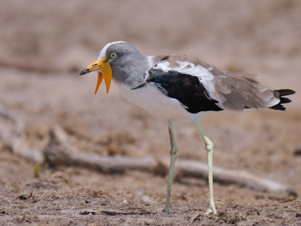 A grey and white bird with long legs and a distinctive yellow bill, standing on the ground with a slightly open mouth.
