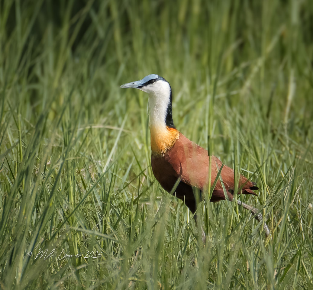 A colorful bird standing in tall green grass, featuring a blue head, white neck, and reddish-brown body.