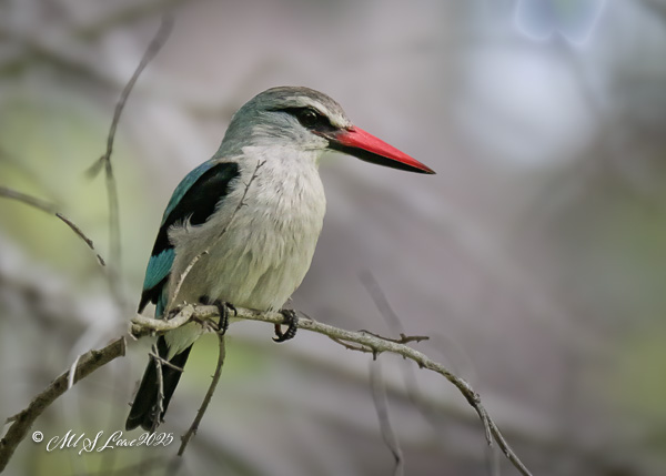 A close-up of a bird with a distinctive red beak and gray plumage, perched on a branch with blurred background.