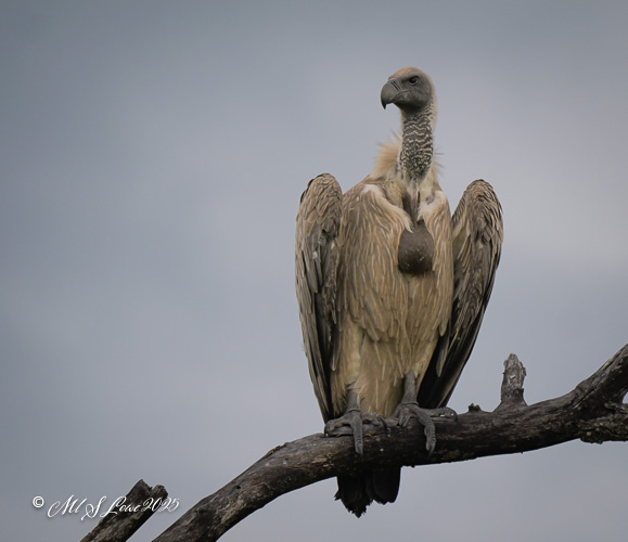 A vulture perched on a branch against a cloudy sky, showcasing its large wings, distinctive head, and feathers.