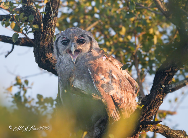 A close-up of a young owl perched on a tree branch, displaying wide eyes and an open beak, surrounded by green foliage.
