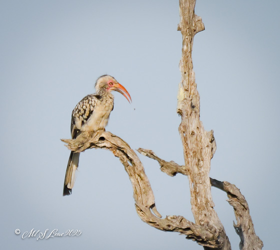 A bird with a long curved beak and spotted feathers perched on a twisted tree branch against a blue sky.
