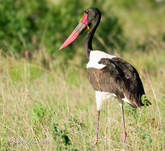 A Black Stork standing in a grassy landscape, showcasing its distinctive black feathers and red bill.