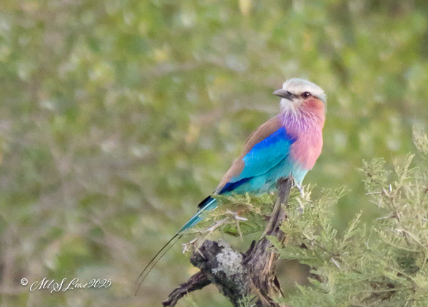 A colorful bird perched on a branch, featuring vibrant shades of pink, blue, and brown, against a blurred green background.