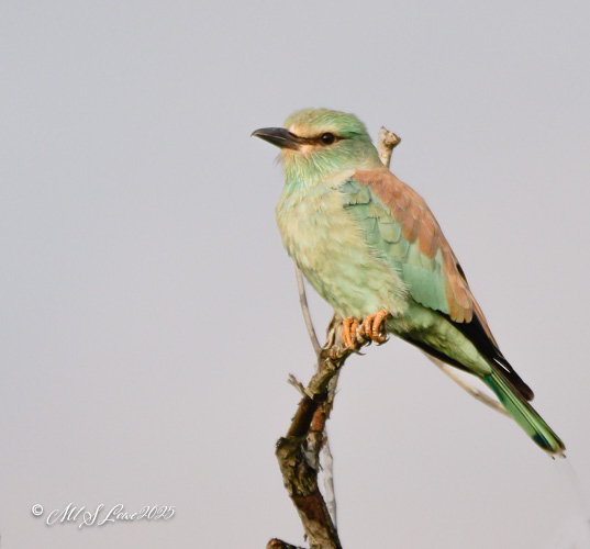 A colorful bird perched on a branch, featuring shades of green and brown plumage.