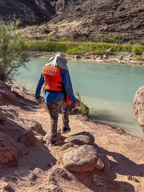 A person wearing an orange life vest and a hat walks along the sandy riverbank next to the Colorado River in the Grand Canyon, surrounded by dry rock formations and green foliage.
