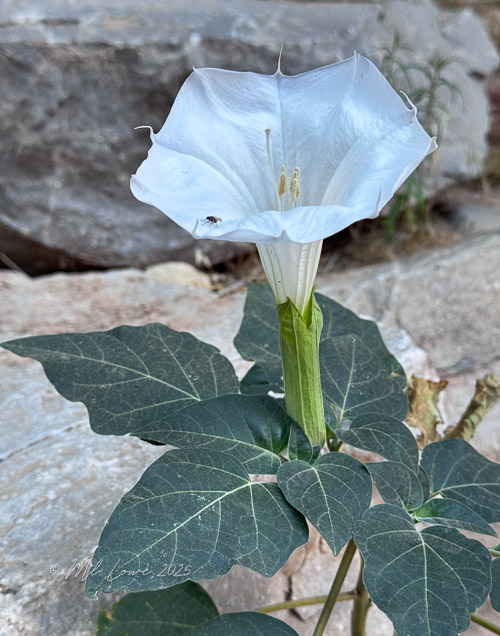 A close-up of a white flower with a trumpet shape, displaying a green stem and large green leaves, set against a rocky background.