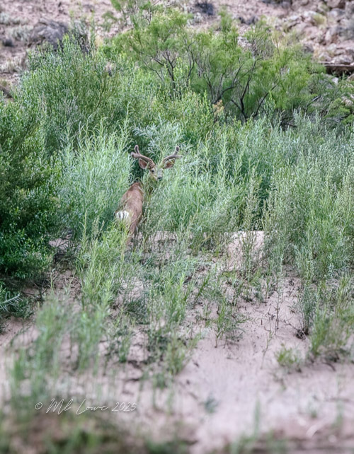 A deer partially hidden in tall green grass and brush, set against a sandy background.