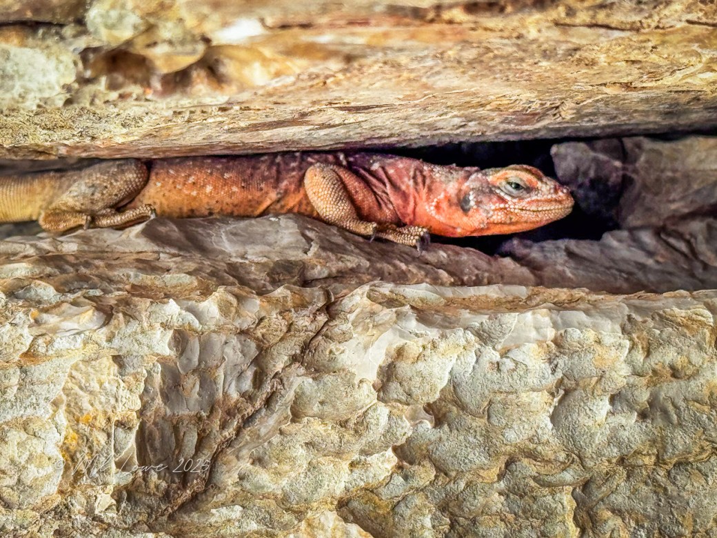 A close-up view of a lizard resting on a rocky surface beneath a ledge, showcasing its textured skin and vibrant coloration.