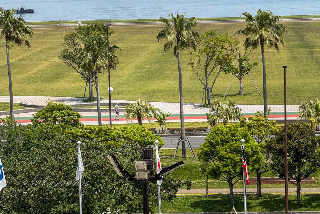 A view of a grassy area with palm trees and a walking path. A person is jogging along the path near the water's edge, with flags and a few benches visible in the foreground.