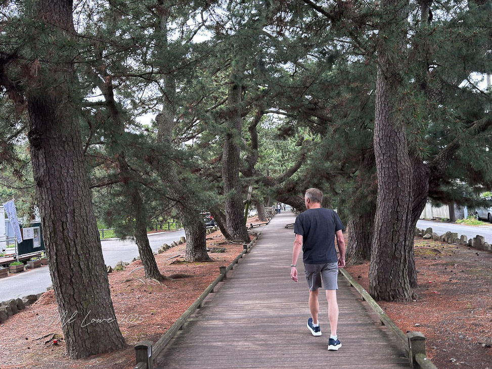 A person walking along a wooden pathway lined with tall pine trees, with a peaceful atmosphere and a glimpse of the surroundings.