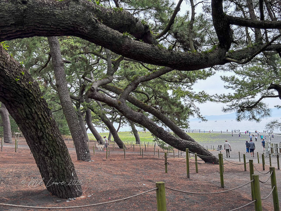 A scenic view of a sandy beach in Shimizu, Japan, framed by leaning pine trees, with people walking along the shoreline in the background.