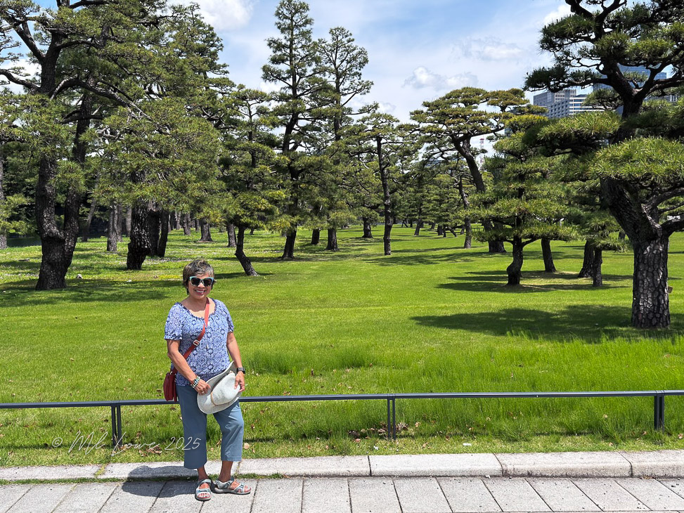 A person standing on a pathway in a park surrounded by tall pine trees and lush green grass, with skyscrapers visible in the background.