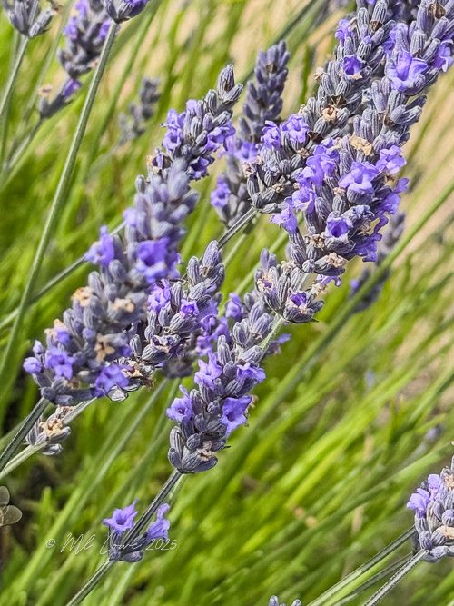 Close-up of lavender flowers in full bloom with green grass in the background.