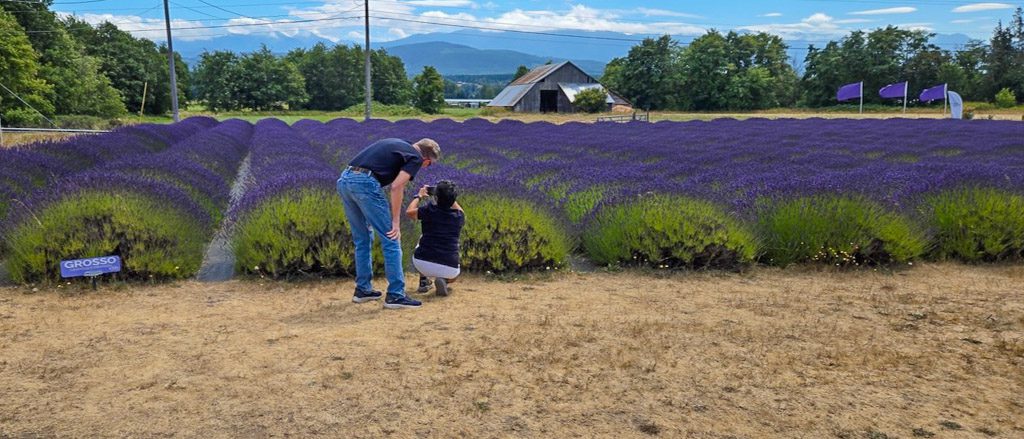 Two people examining lavender plants in a vibrant field labeled 'GROSSO,' with a barn and mountains in the background.