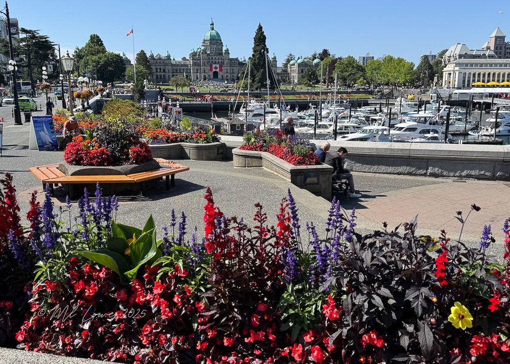 Vibrant flower beds in a park area with a marina and buildings in the background in Victoria, British Columbia.