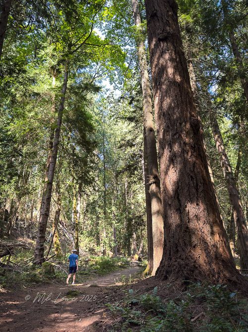 A person walking on a trail among tall trees in a lush forest, showcasing the natural beauty and sunlight filtering through the leaves.