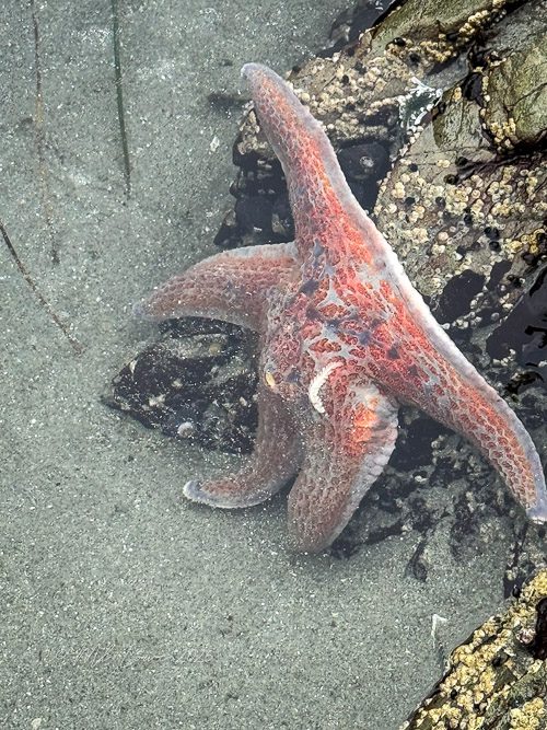 A close-up of a starfish resting on rocky seabed, partially submerged in clear water.