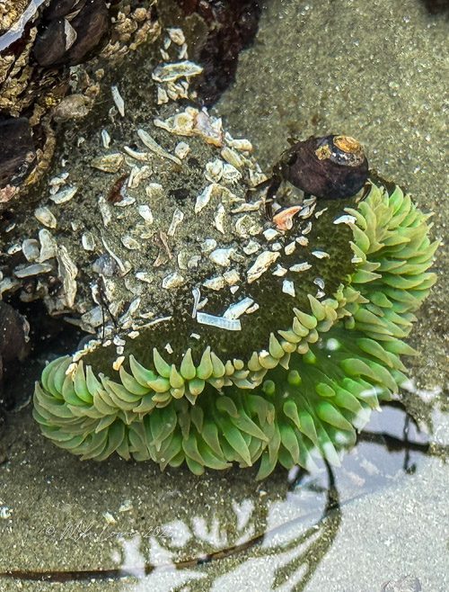 A close-up of a green sea anemone resting on a rock in shallow water, surrounded by small shells and marine debris.