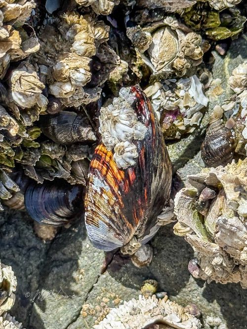 A close-up view of a colorful mussel shell resting among barnacles and other marine life on a rocky shore.