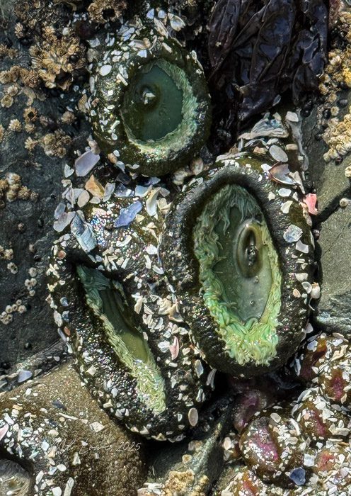 Close-up view of green sea creatures, likely mollusks, attached to a rocky surface, surrounded by various small shells and seaweed.