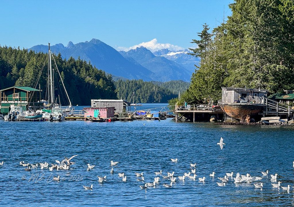 A tranquil harbor scene with boats docked near a forested shore and mountains in the background, featuring seagulls flying over the water.
