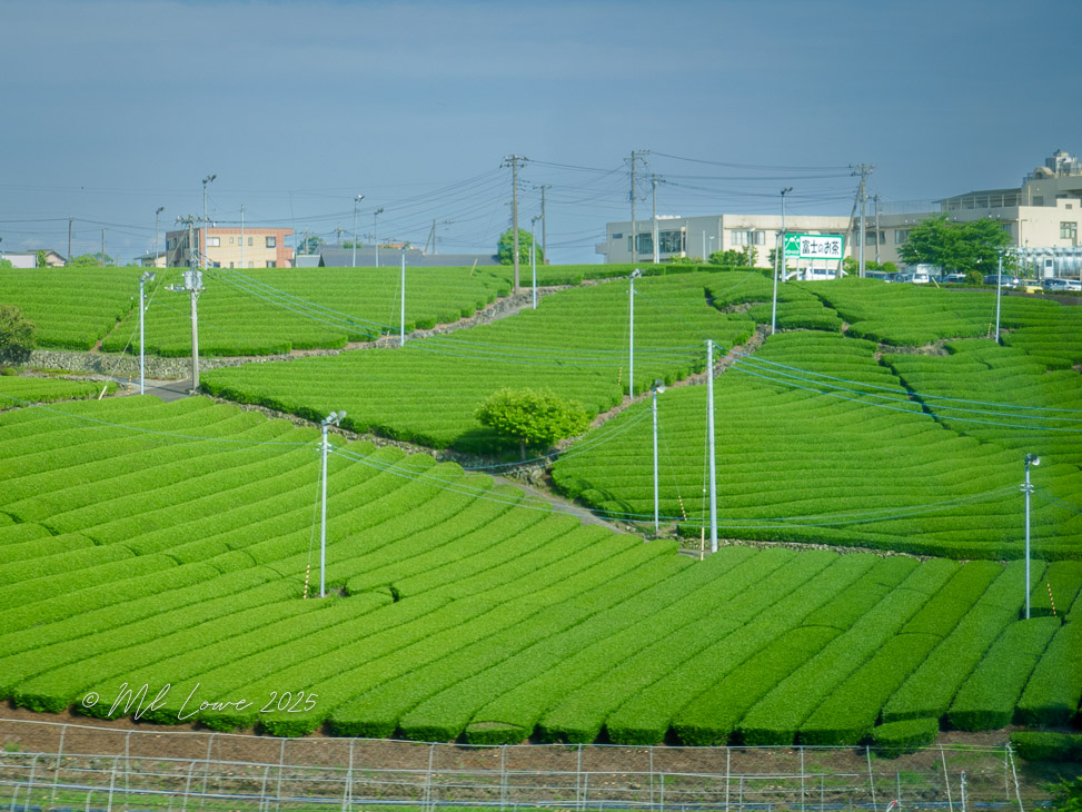 Green Tea Plantation