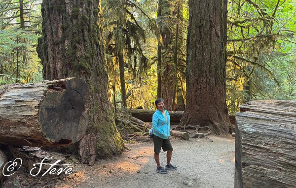 Person standing among tall, ancient trees in a forest, wearing a blue jacket and shorts.