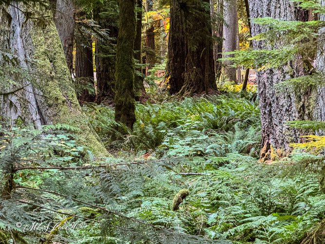 A serene forest scene featuring tall trees and lush ferns, capturing the tranquility of nature.