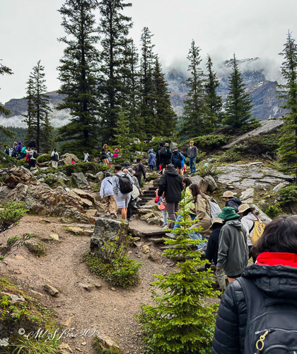 A crowded hiking trail in a mountainous area, surrounded by tall evergreen trees and rocky terrain, with people walking uphill.
