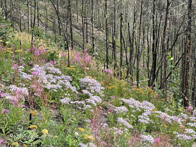 A vibrant display of wildflowers, including pink and yellow blooms, flourishing amidst a backdrop of charred trees, illustrating nature's resilience after a wildfire.