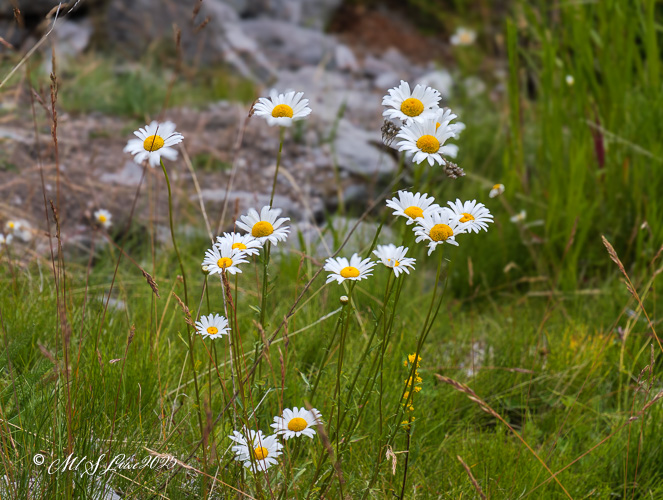 A cluster of white daisies with yellow centers growing in a grassy area, surrounded by rocks and green foliage.