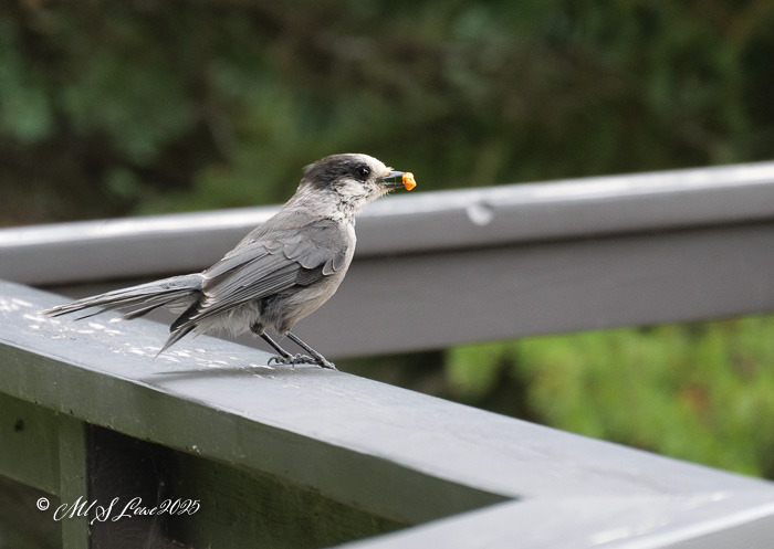 A bird perched on a railing, holding an orange berry in its beak, surrounded by lush greenery.