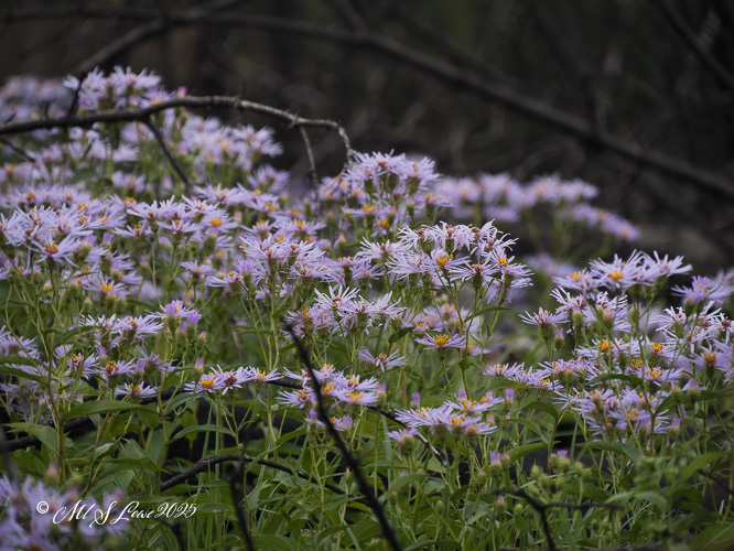 A field of purple flowers thriving amidst charred remains of trees, symbolizing nature's resilience after a fire.