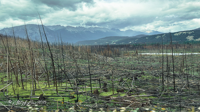A landscape showing burned trees and charred ground in Jasper National Park, with mountains and cloudy skies in the background.