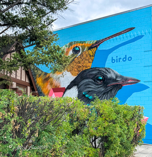Colorful mural featuring a hummingbird and a bird with a black head on a blue wall, surrounded by greenery.