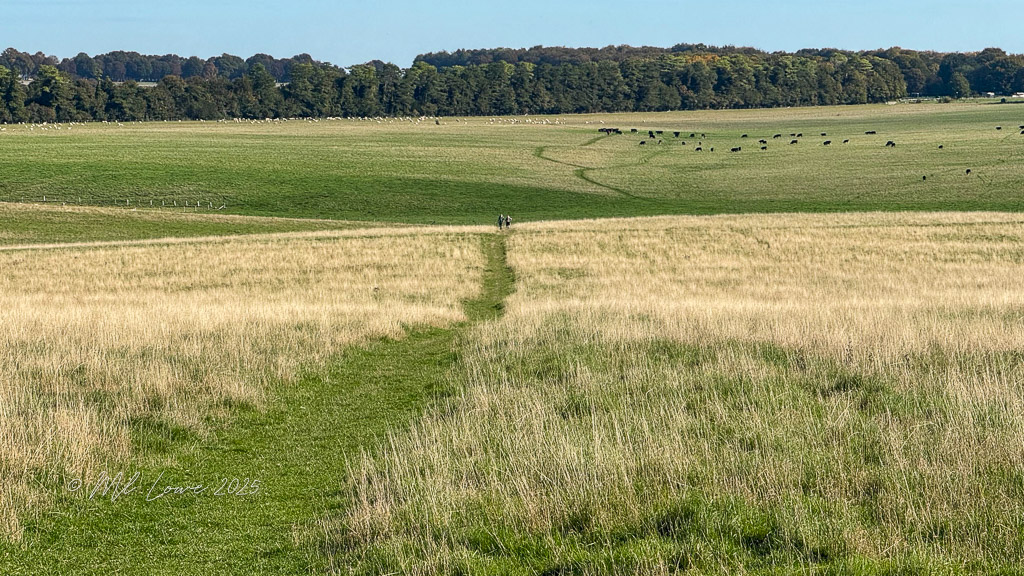A scenic view of a grassy field with a path leading through it, flanked by trees in the background and a few cows grazing in the distance.