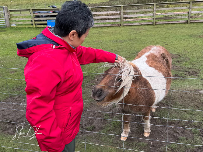 A person petting a Shetland pony through a fence in a green field.
