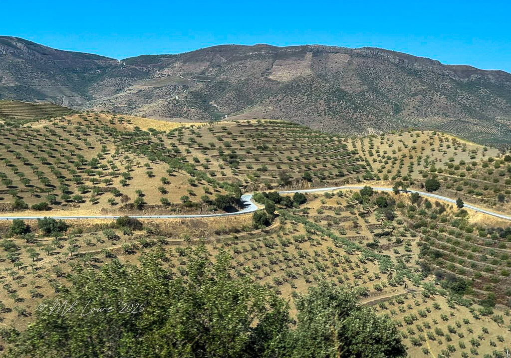 Scenic view of terraced hills and winding roads in the Douro Valley, Portugal, featuring rows of olive trees along the landscape.