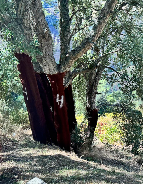 A cork oak tree with its bark stripped, showing the reddish inner bark and marked with white paint, set against a backdrop of lush greenery.