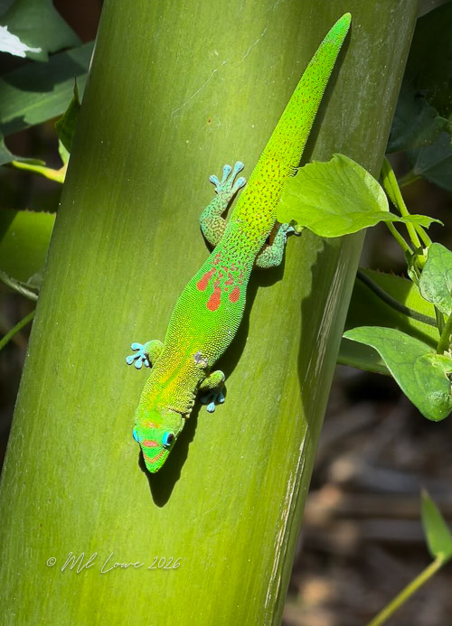Gold Dust Day Geckos