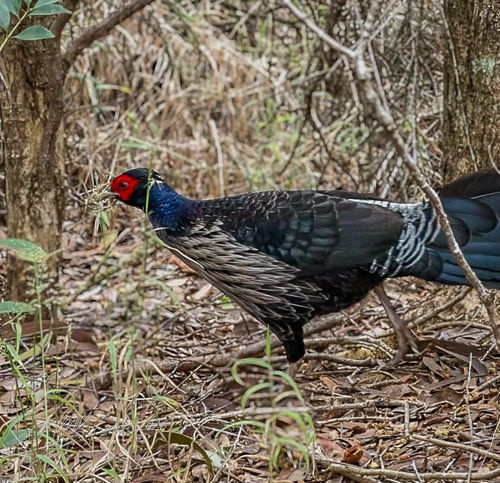 Kalij pheasant
