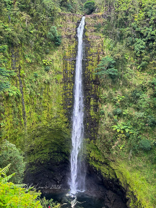 442 foot Akaka Falls as it plunges into the stream below.