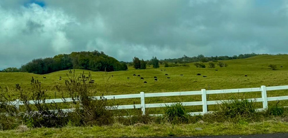 Parker Ranch, Big Island Hawaii